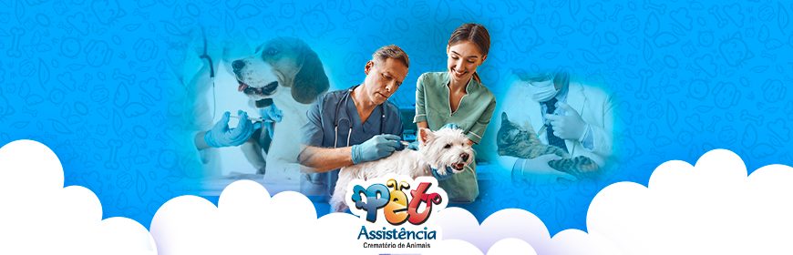 Vacinação de cães e gatos é essencial para mantê-los saudáveis e seguros