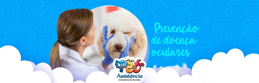 Junho Violeta: mês da conscientização sobre doenças oculares em pets